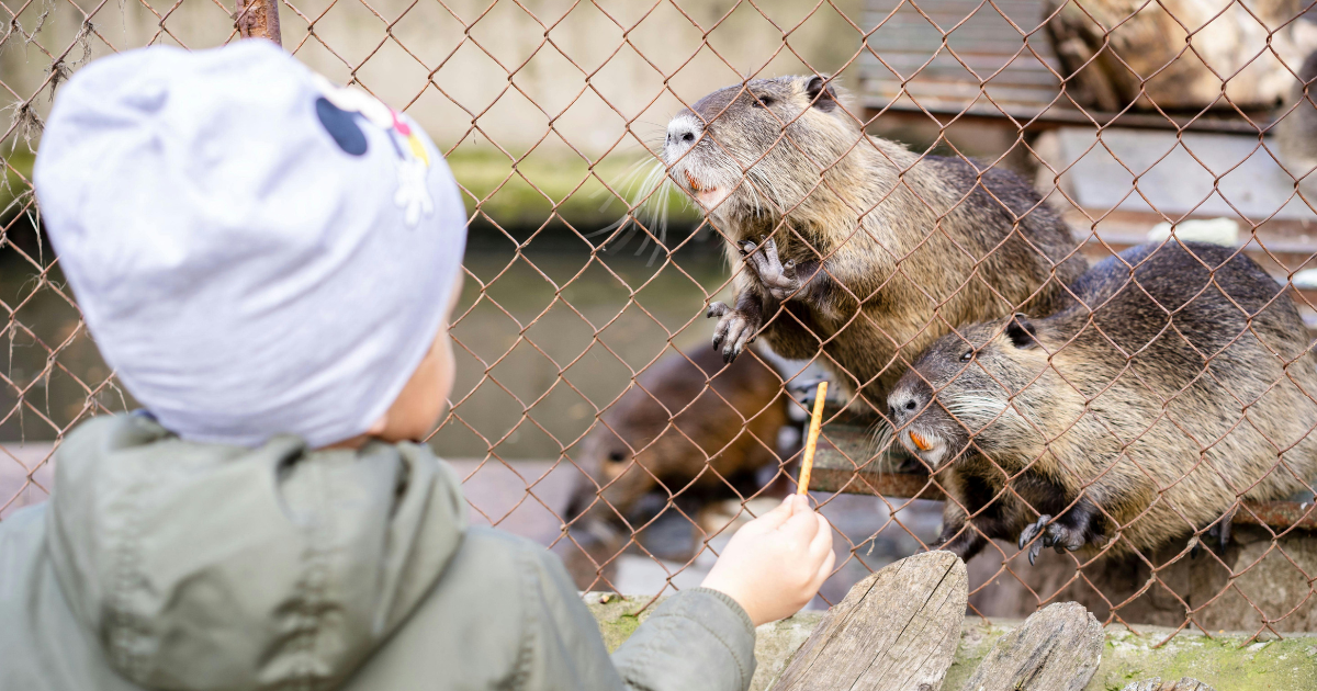 Dziecko w zoo próbujące karmić zwierzęta