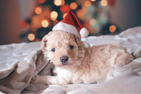 10 zdjęć, jakie musisz zrobić podczas Świąt