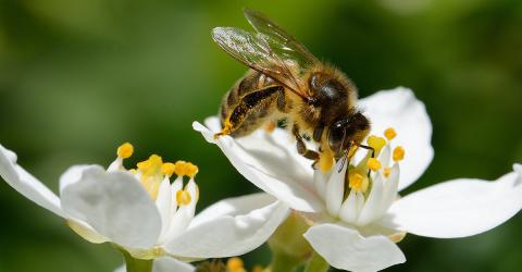 Wszystko o fotografii makro