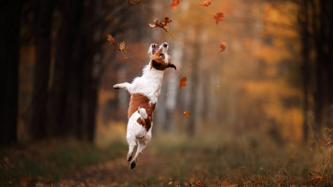 Minialbum ze zdjęciami psa lub kota - Twój zwierzak też zasługuje na swojego Smartbooka