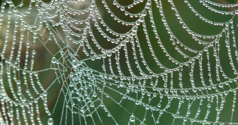Jak fotografować pajęczyny? Poradnik fotografa